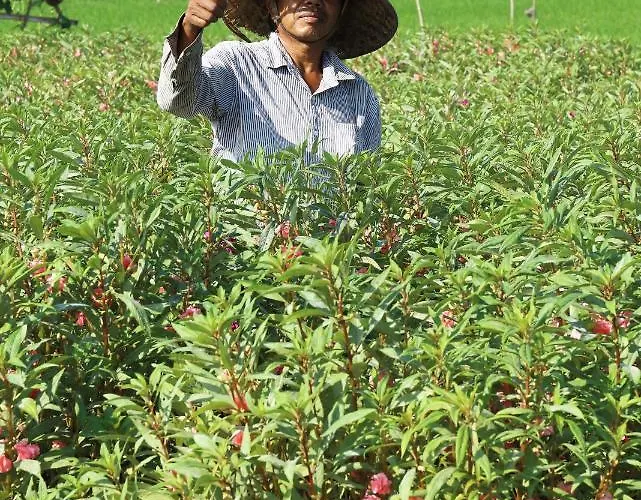 Tamu Seseh *